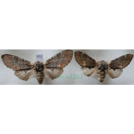 Notodonta dromedarius (Linnaeus, 1767) pair Garbatka dromaderka Czech41j